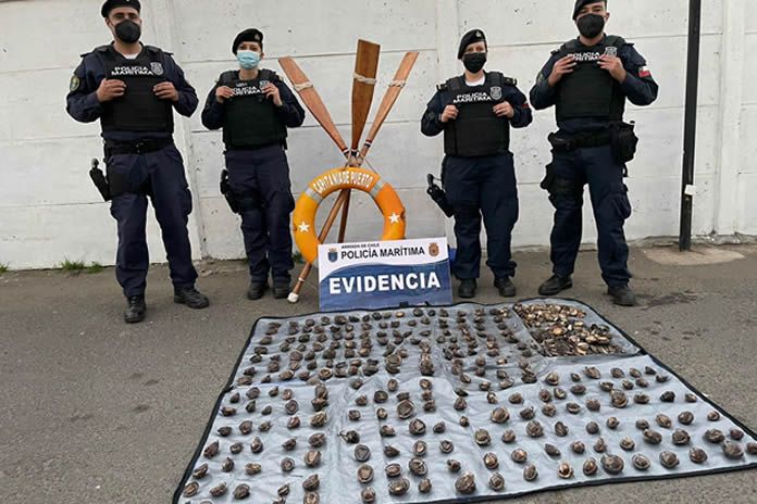 concholepas-concholepas