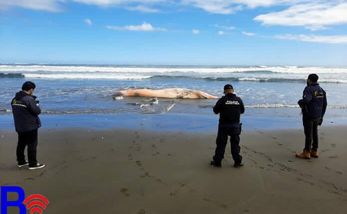 ballena muerta